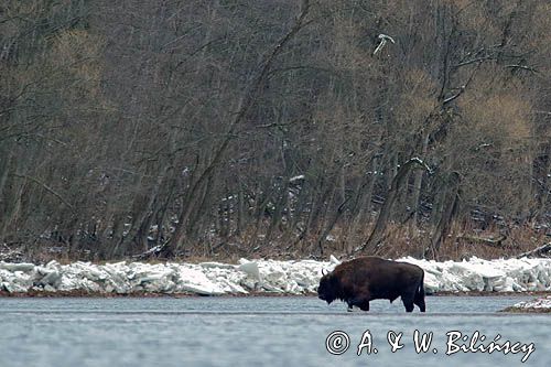 żubr, Bison bonasus, Bieszczady