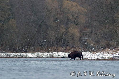 żubr, Bison bonasus, Bieszczady