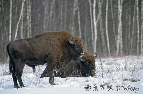 żubry bison bonasus