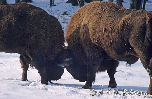 żubry bison bonasus