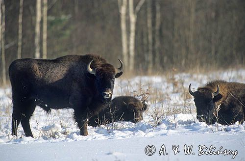 żubry, Bison bonasus