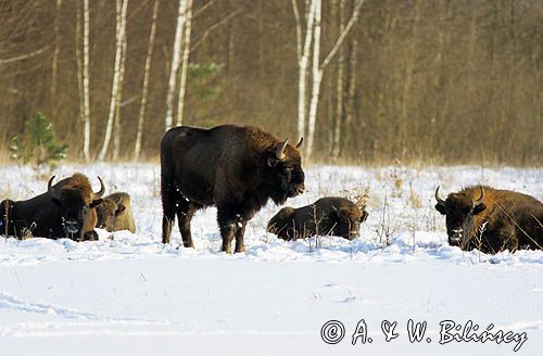 żubry, Bison bonasus