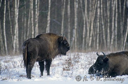 żubry, Bison bonasus