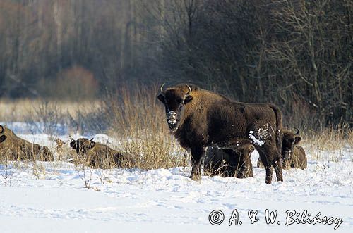 żubry, Bison bonasus