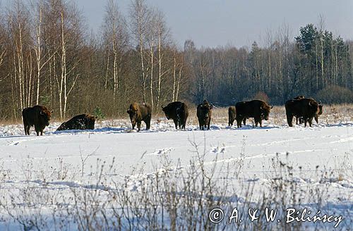 żubry