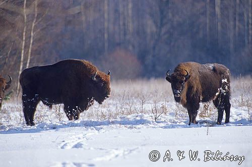 żubry bison bonasus
