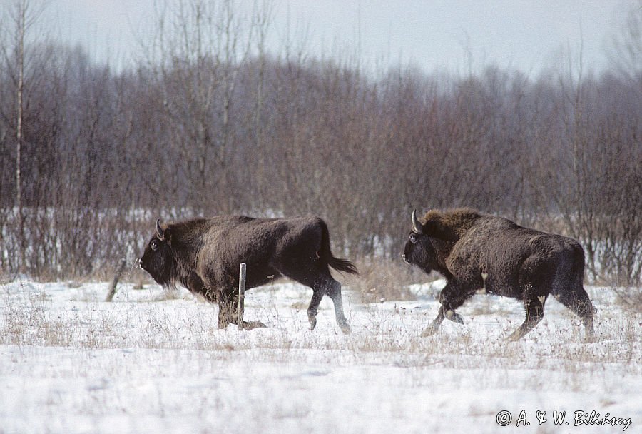 żubry bison bonasus