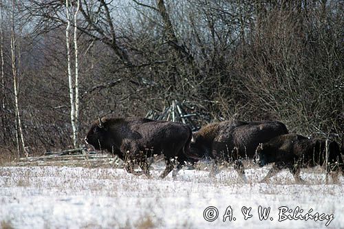 żubry, Bison bonasus