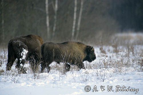 żubry, Bison bonasus