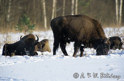 żubry, Bison bonasus