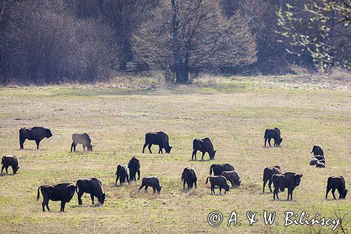 żubr, Bison bonasus, Bieszczady