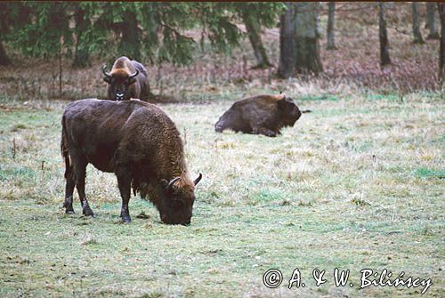 żubry Bison bonasus