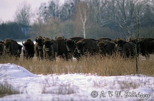 żubry Bison bonasus