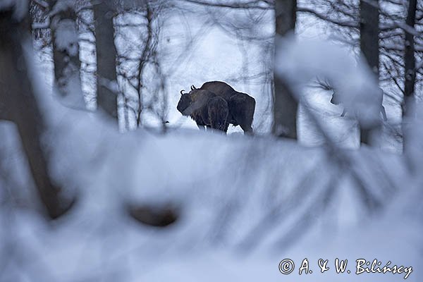 Żubr, Bison bonasus, Bieszczady