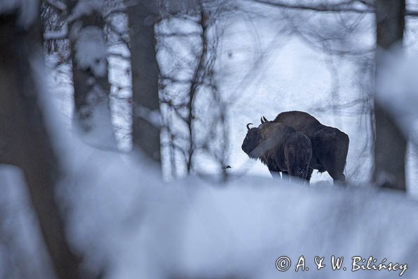 Żubr, Bison bonasus, Bieszczady