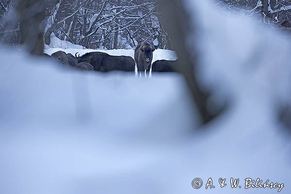 Żubry, Bison bonasus, Bieszczady