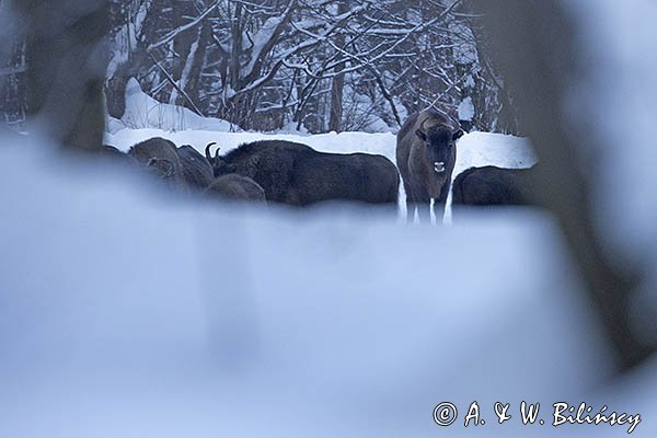 Żubry, Bison bonasus, Bieszczady