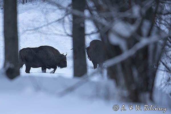 Żubry, Bison bonasus, Bieszczady