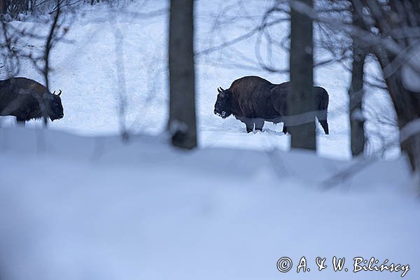 Żubry, Bison bonasus, Bieszczady