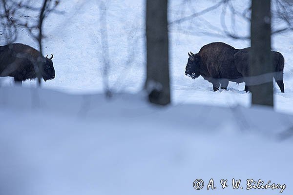 Żubry, Bison bonasus, Bieszczady