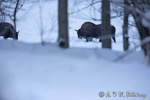 Żubry, Bison bonasus, Bieszczady