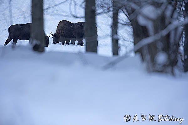 Żubry, Bison bonasus, Bieszczady