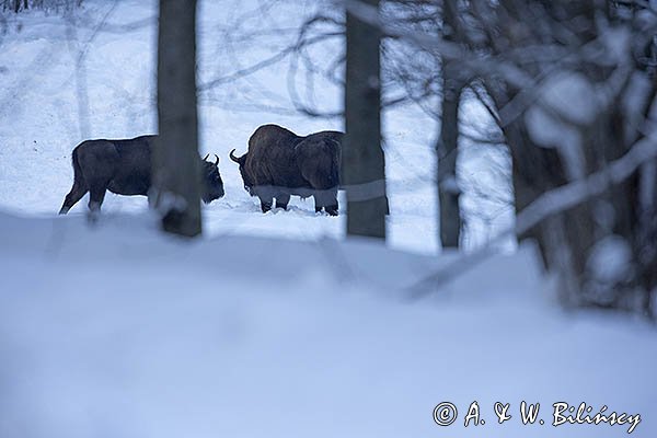 Żubry, Bison bonasus, Bieszczady