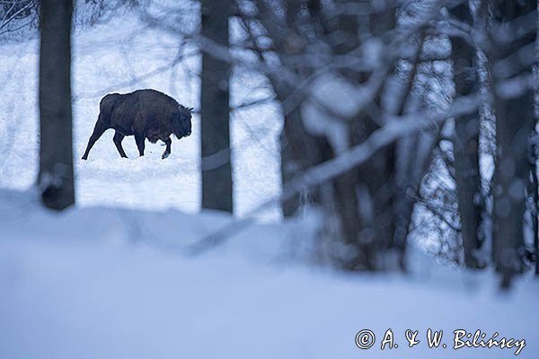 Żubr, Bison bonasus, Bieszczady