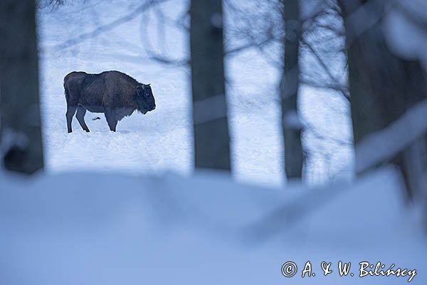 Żubr, Bison bonasus, Bieszczady