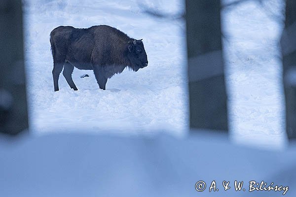 Żubr, Bison bonasus, Bieszczady