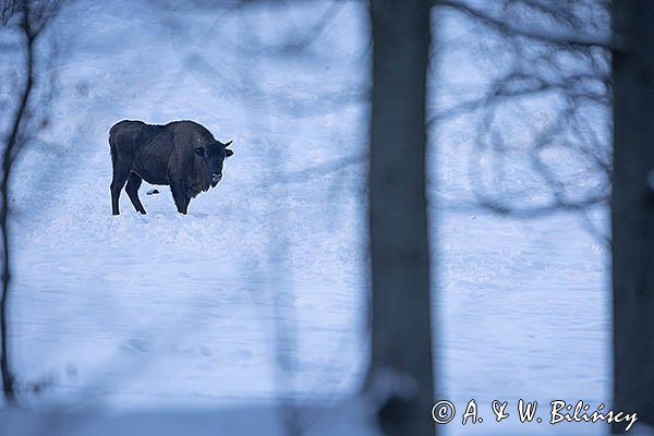 Żubr, Bison bonasus, Bieszczady