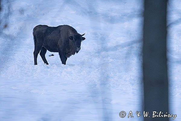 Żubr, Bison bonasus, Bieszczady