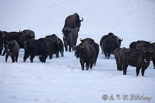 Żubry, Bison bonasus, Bieszczady