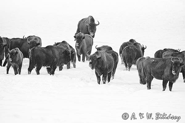 Żubry, Bison bonasus, Bieszczady