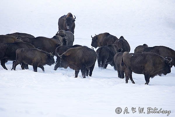 Żubry, Bison bonasus, Bieszczady