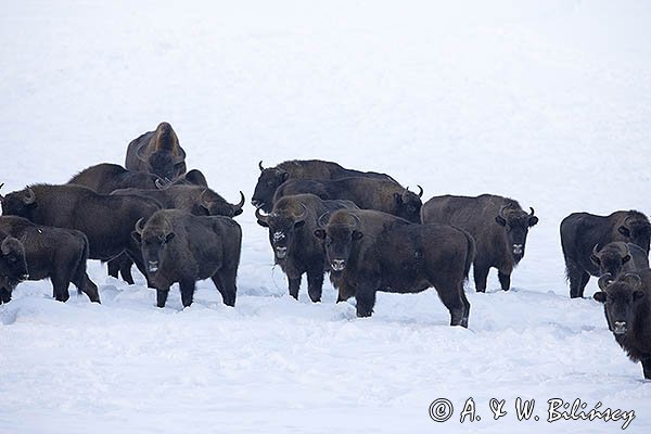 Żubry, Bison bonasus, Bieszczady