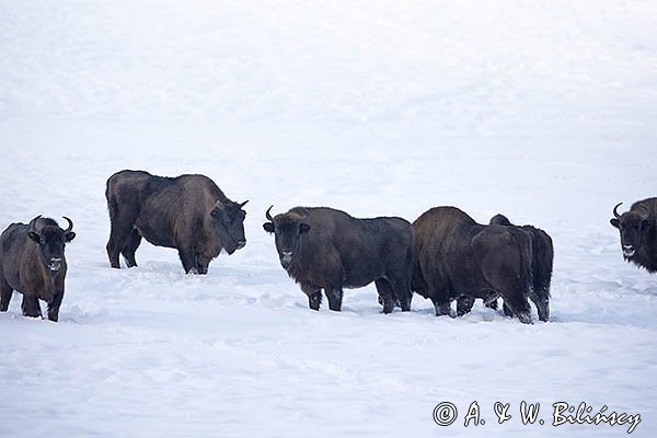 Żubry, Bison bonasus, Bieszczady