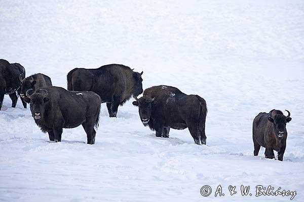 Żubry, Bison bonasus, Bieszczady