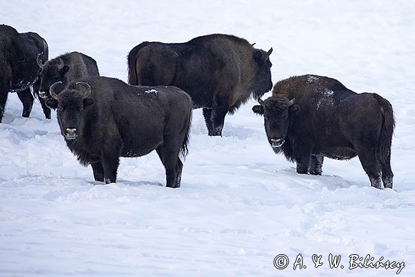 Żubry, Bison bonasus, Bieszczady