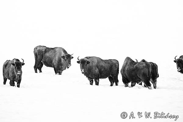 Żubry, Bison bonasus, Bieszczady