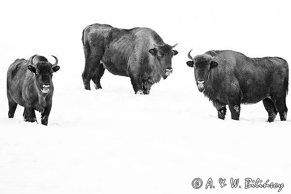 Żubry, Bison bonasus, Bieszczady