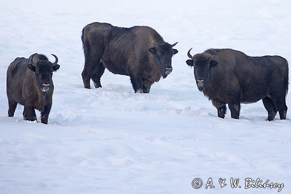 Żubry, Bison bonasus, Bieszczady