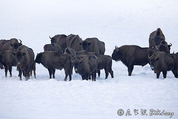 Żubry, Bison bonasus, Bieszczady