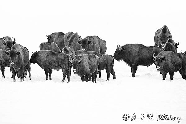 Żubry, Bison bonasus, Bieszczady