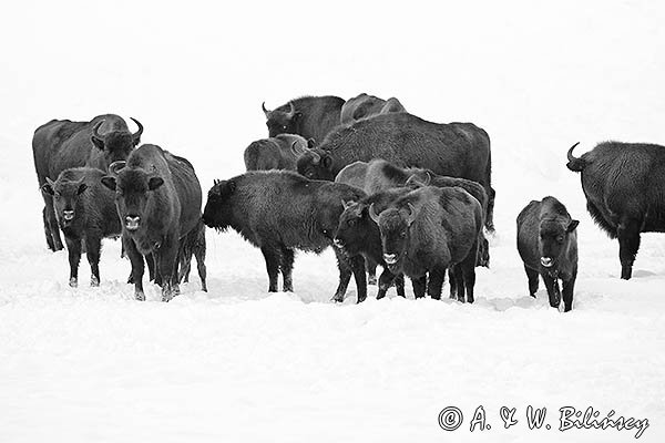 Żubry, Bison bonasus, Bieszczady