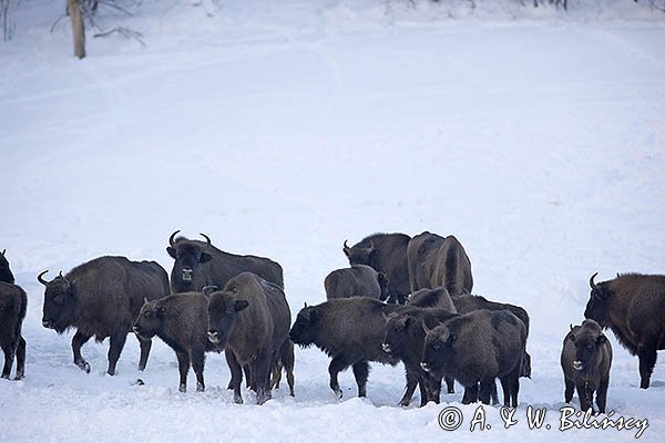 Żubry, Bison bonasus, Bieszczady