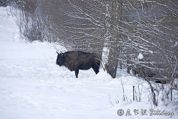 Żubr, Bison bonasus, Bieszczady