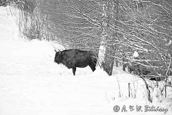 Żubr, Bison bonasus, Bieszczady