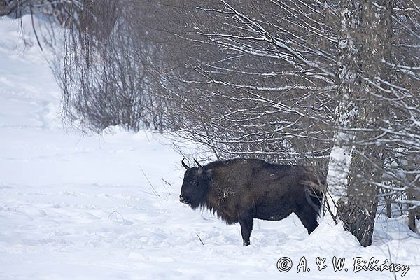 Żubr, Bison bonasus, Bieszczady