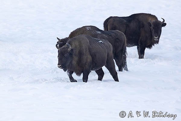 Żubry, Bison bonasus, Bieszczady